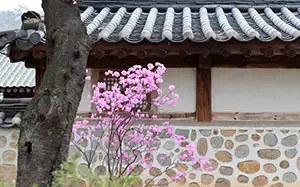 Frühling in Korea