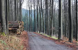 Wanderweg im Bayerischen Wald